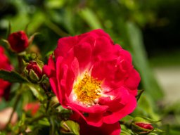 Fotowalk - Bodensdorf - Carinthia Austria